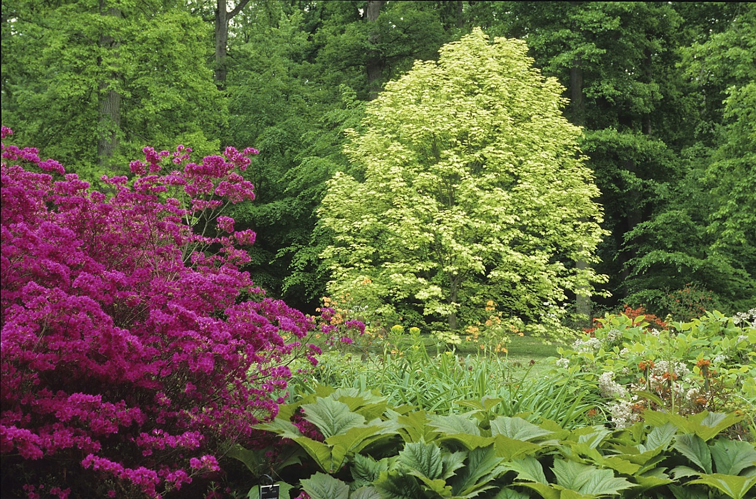Acer Brillantissimum au domaine de Courson