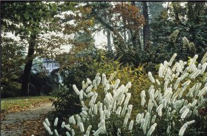 Cimicifuga dans le parc