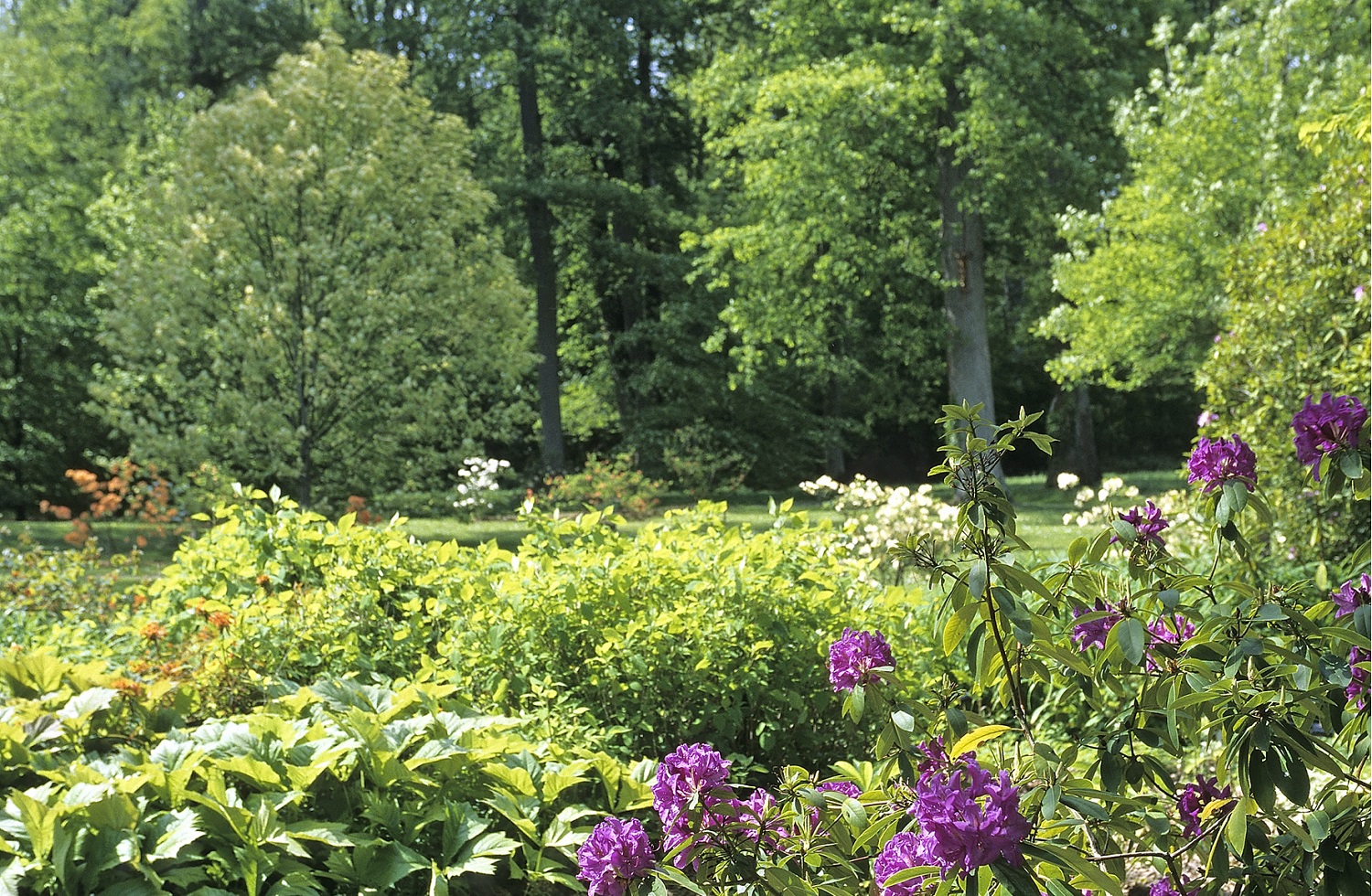 Parc de Courson au printemps