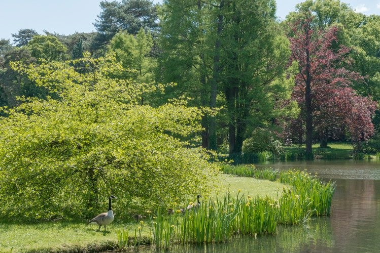 Arbres du parc du domaine de Courson